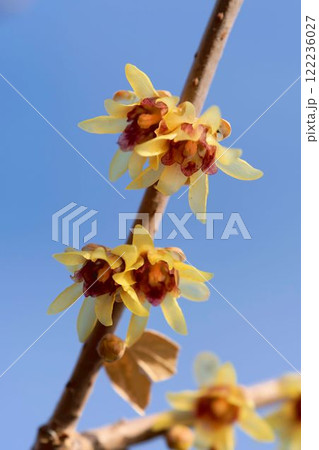 ロウバイ（和蝋梅（ワロウバイ）） 122236027