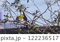 枝に止まるメジロ～夕方の庭 122236517
