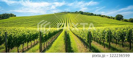 Sunny Vineyard with Green Rows Under a Bright Sky Sunny Vineyard with Green Rows Under a Bright Sky 122236599