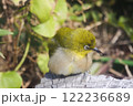 メジロ～横を向いて止まる 122236689