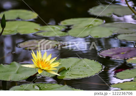 黄色い睡蓮 122236706