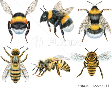 Bees and and bumblebees watercolor illustration. Bees and and bumblebees watercolor illustration. 122236911