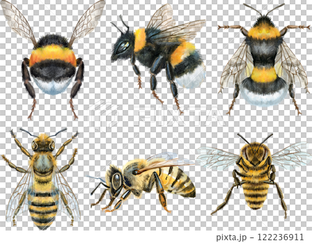 Bees and and bumblebees watercolor illustration. Bees and and bumblebees watercolor illustration. 122236911
