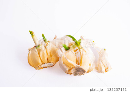 芽が出たニンニク 芽が出たニンニク 122237151