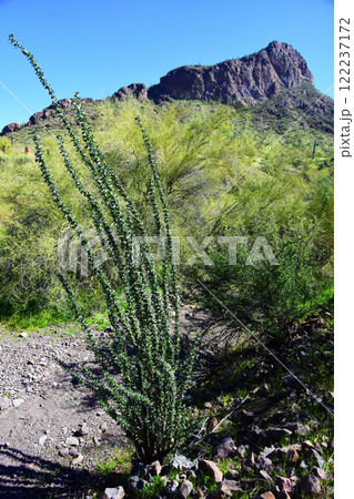Sonora Desert Arizona Picacho Peak State Park 122237172