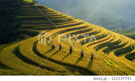 Golden terraced fields stretch across the landscape. Farmers work among the rice paddies under the warm sunlight. A visual celebration of agriculture and nature. Generative AI 122237741