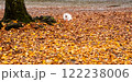 Pomeranian dog and leaves on the ground 122238006