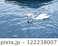 white swan on the lake 122238007