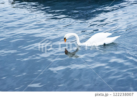 white swan on the lake white swan on the lake 122238007