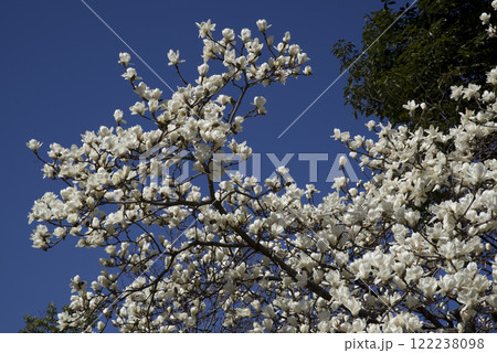 青空の下にハクモクレンの白い花が咲いています。学名はMagnolia denudataです。 青空の下にハクモクレンの白い花が咲いています。学名はMagnolia denudataです。 122238098