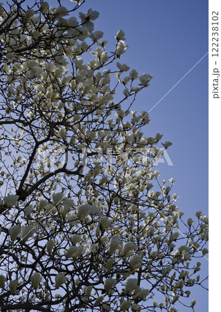 青空の下にハクモクレンの白い花が咲いています。学名はMagnolia denudataです。 青空の下にハクモクレンの白い花が咲いています。学名はMagnolia denudataです。 122238102