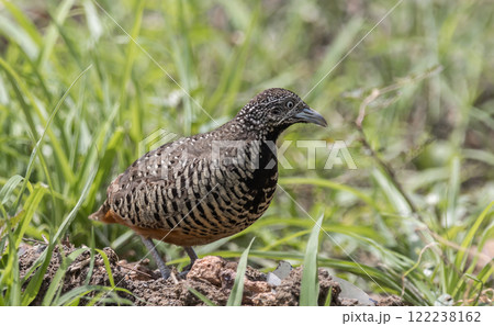 Barred Buttonquail on the ground animal portrait. Barred Buttonquail on the ground animal portrait. 122238162