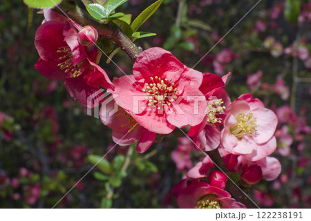 ピンク色のボケの花が満開です。 122238191