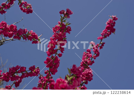 ハナモモ（花桃）の花が満開です。 122238614