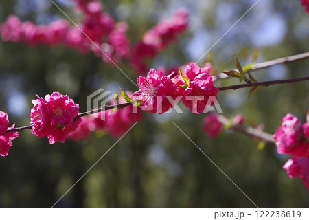 ハナモモ（花桃）の花が満開です。 122238619