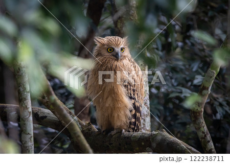Buffy fish owl on the branch tree animal portrait. 122238711