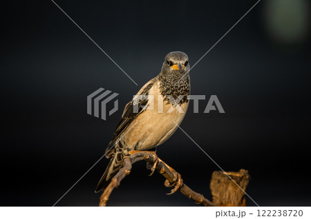 Rosy Starling animal portrait in park of Thailand. 122238720