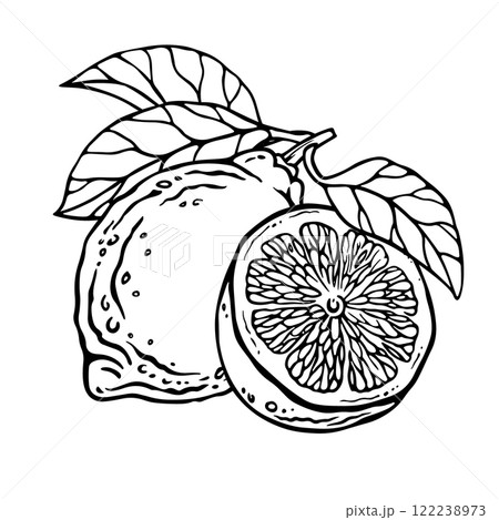 Lemon composition. Vector hand drawn illustration of whole fruit and it's half isolated on white background. Bundle with outline drawing of citrus. Sketch in line art style painted by black inks. 122238973