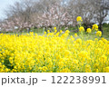 菜の花 122238991
