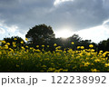 菜の花 122238992
