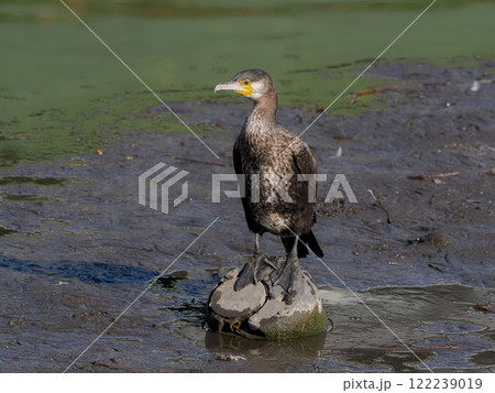 カワウ 122239019