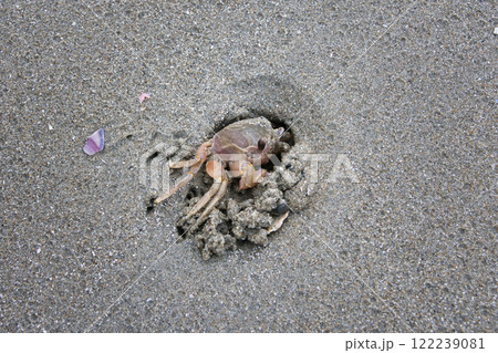砂浜にいた一匹の小さな可愛いカニ 122239081