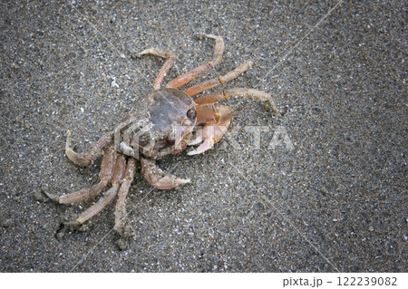 砂浜にいた一匹の小さな可愛いカニ 122239082