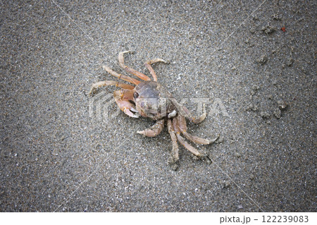 砂浜にいた一匹の小さな可愛いカニ 122239083