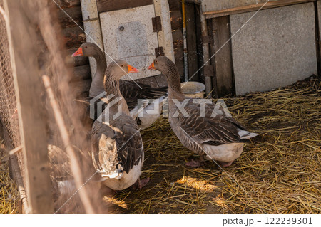 A group of gray geese in a pen, flock of geese on organic farm 122239301