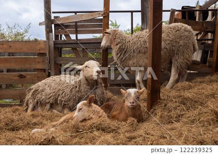 flock of sheep with cute little lambs resting and resting on hay in paddock on organic ranch. free range Katumsky or Katumas ovis aries sheep flock of sheep with cute little lambs resting and resting on hay in paddock on organic ranch. free range Katumsky or Katumas ovis aries sheep 122239325