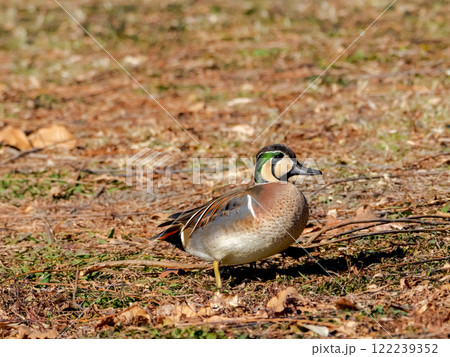 トモエガモ 122239352