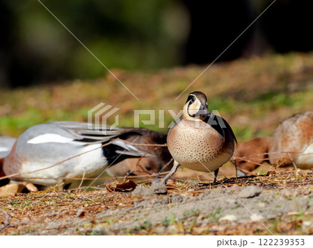 トモエガモ 122239353