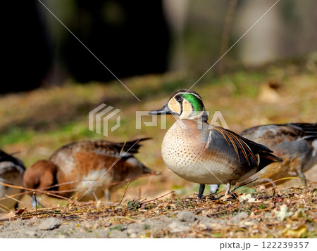 トモエガモ 122239357