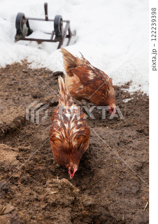 two red chickens hens eating on wet snow ground earth on organic farm. free range chickens hens in spring 122239398