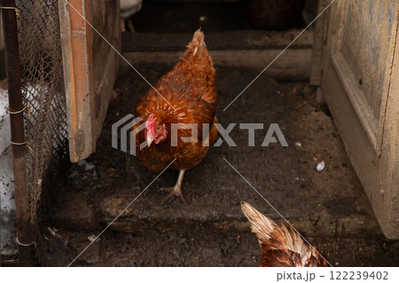 free range red brown domestic chicken hen comes out of coop. organic farm free range red brown domestic chicken hen comes out of coop. organic farm 122239402