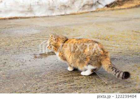 A homeless cat looks fearfully at the road. animal protection, care and help about homeless animals, abandoned pets A homeless cat looks fearfully at the road. animal protection, care and help about homeless animals, abandoned pets 122239404