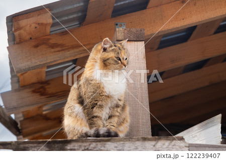 Cat perched on wooden structure in an outdoor setting during daytime 122239407