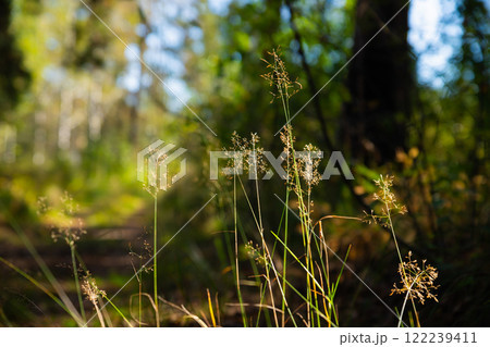 Sunlight filters through trees illuminating tall grass along a serene forest path in early morning light 122239411