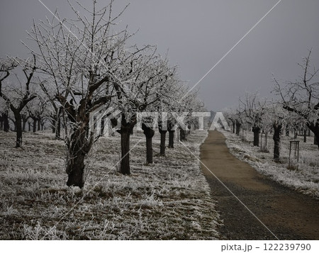 Frozen cherry park trees line a path in prague orchard during december Frozen cherry park trees line a path in prague orchard during december 122239790