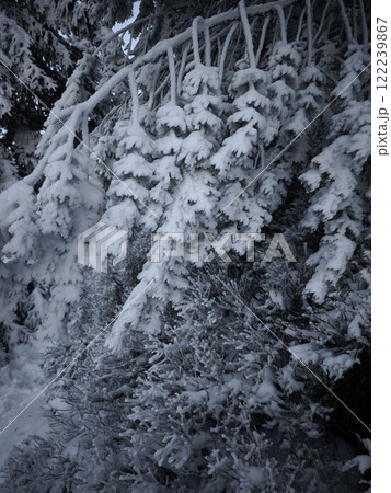 Snow covered pine branches in jested, liberec region, czechia 122239867