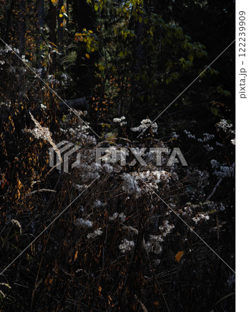 Dry plants illuminated by sun in chamonix forest during autumn Dry plants illuminated by sun in chamonix forest during autumn 122239909