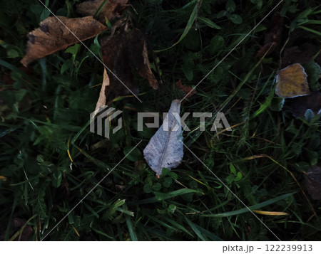 Fallen autumn leaves resting on green grass in chamonix, france Fallen autumn leaves resting on green grass in chamonix, france 122239913