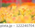 黄色い美しいチューリップ畑 122240704