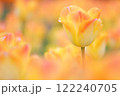 黄色い美しいチューリップ畑 122240705