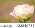 淡いピンクの八重咲きチューリップ 122240785