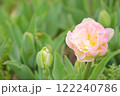 淡いピンクの八重咲きチューリップ 122240786