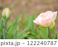 淡いピンクの八重咲きチューリップ 122240787