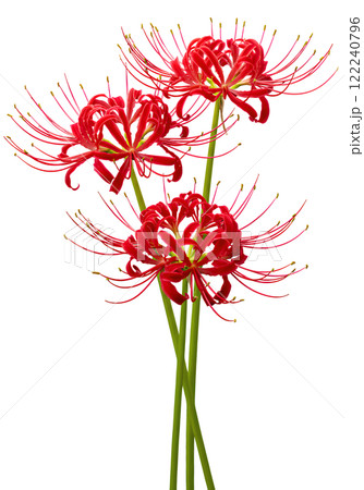 彼岸花　AI生成画像　PNG 122240796