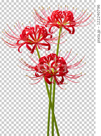 彼岸花　AI生成画像　PNG 122240796
