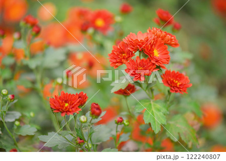 Orange chrysanthemums in focus and defocus in the garden. Terracotta chrysanthemum flowers. 122240807